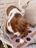 ICEBOO – dog ice cream tray
