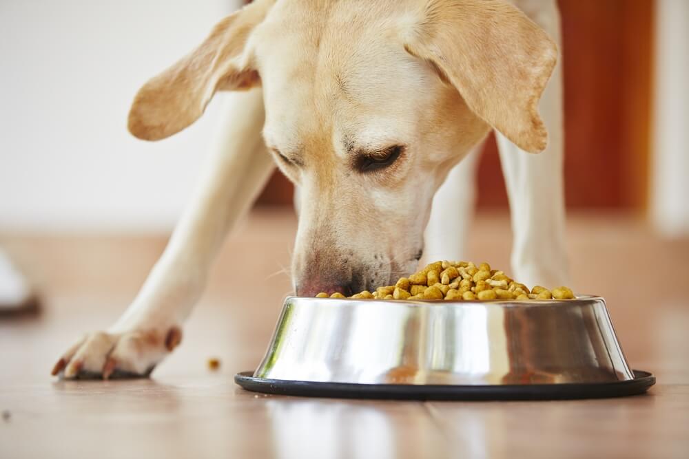 spowalniacze jedzenia dla psow