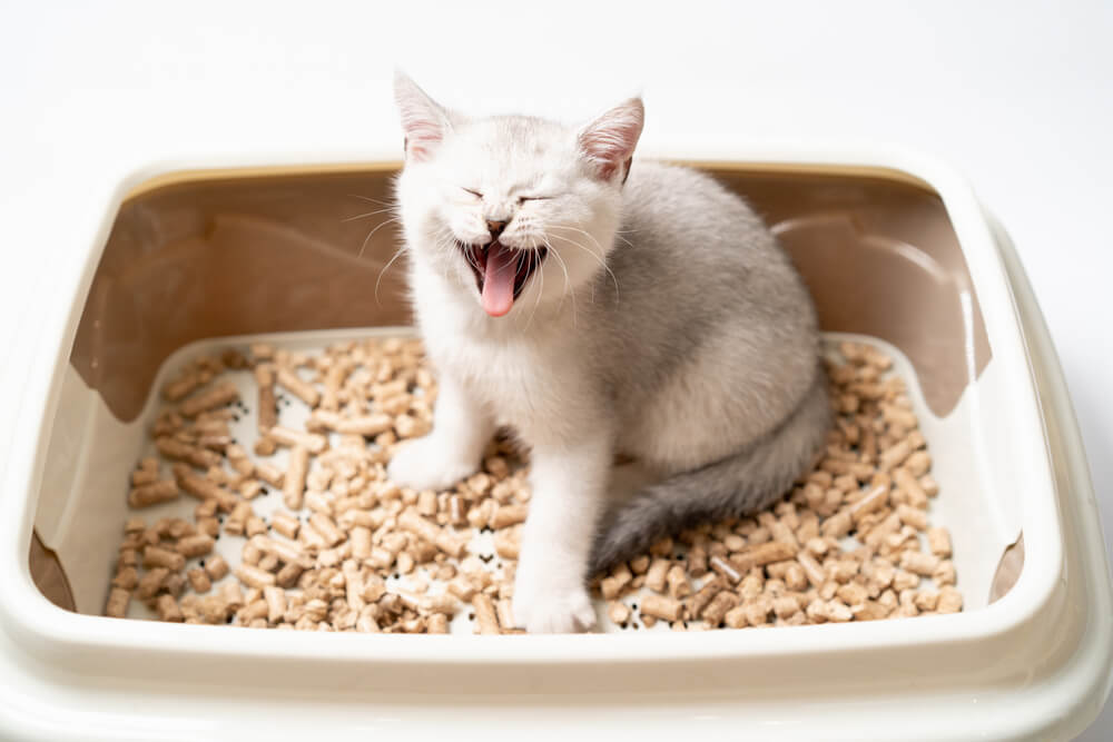 Jak nauczyc kota korzystania z kuwety?